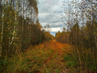 Поход по заболоченному лесу торфяного месторождения Ореховский Мох