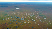 Козьянские болота – пешком в другой мир